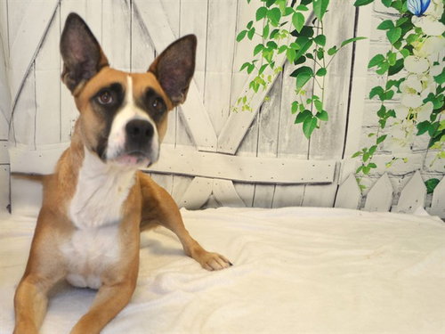 picture of the dog needing adoption