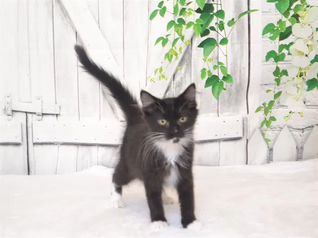 Tabby - Domestic Long Hair