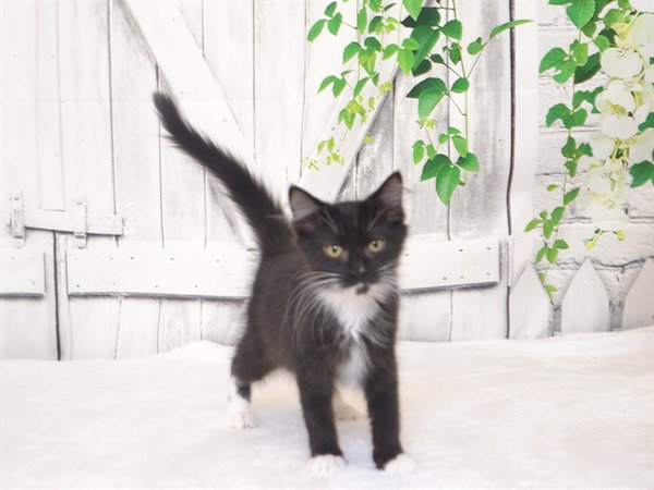 TABBY