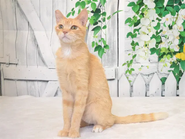 Sonny - Domestic Short Hair