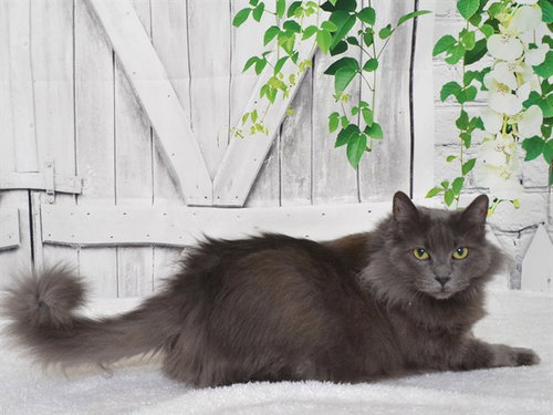 BON BON, a cat for adoption from Northwest SPCA