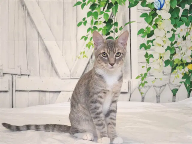 Lennon - Domestic Short Hair
