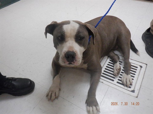 picture of the dog needing adoption