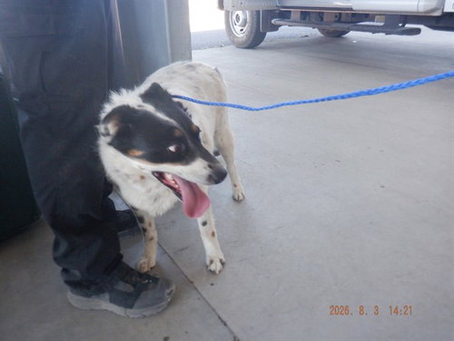 picture of the dog needing adoption