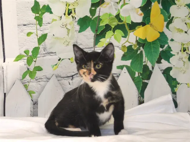 Viserra - Domestic Short Hair