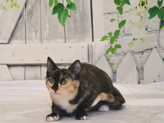 Helaena - Domestic Short Hair
