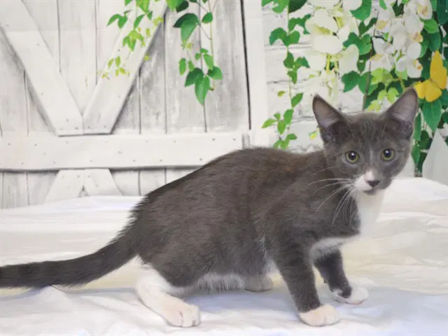 Nimbus - Domestic Short Hair