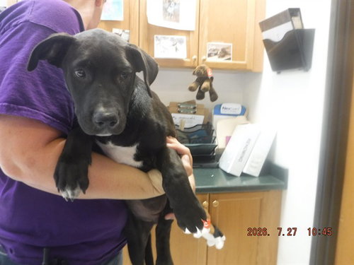 picture of the dog needing adoption