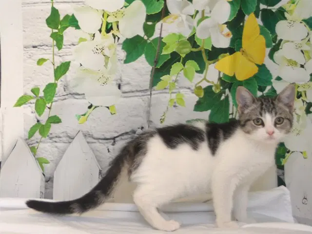 Rajah - Domestic Short Hair