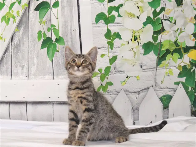 Abu - Domestic Short Hair