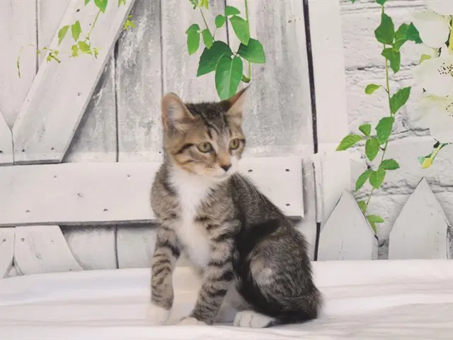 Aladdin - Domestic Short Hair