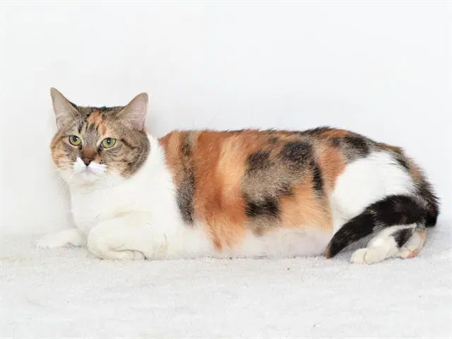 Loafer - Domestic Short Hair