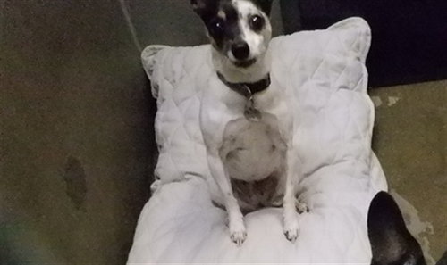 picture of the dog needing adoption