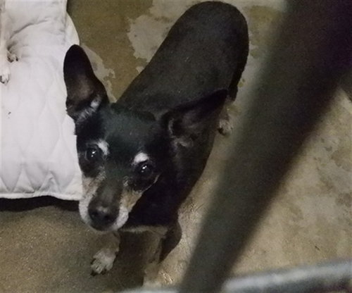 picture of the dog needing adoption
