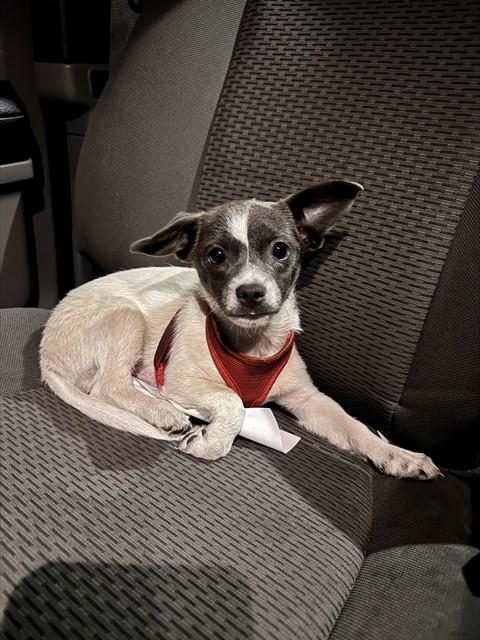 picture of the dog needing adoption