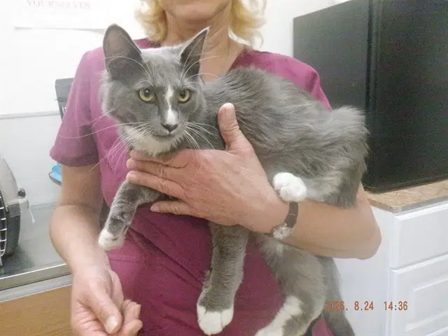 Tyler - Domestic Medium Hair