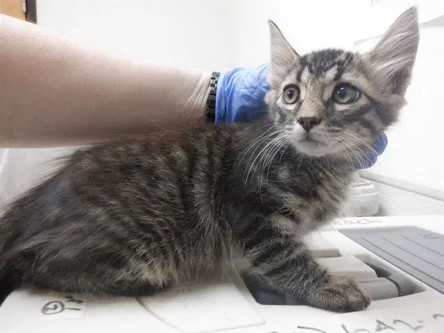 Harry - Domestic Short Hair