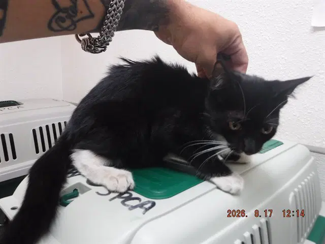 Dolly - Domestic Short Hair