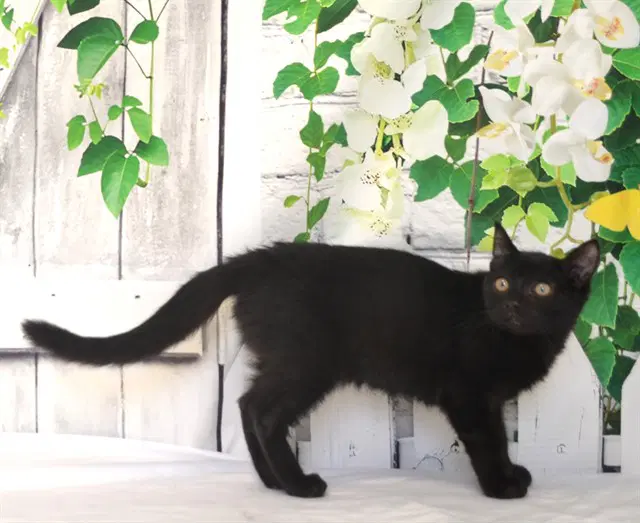 Tim - Domestic Short Hair
