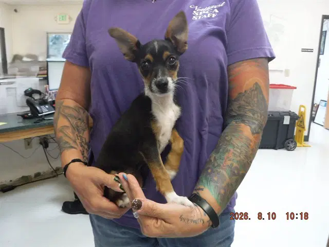 Loki - Jack Russell Terrier (Parson Russell Terrier)