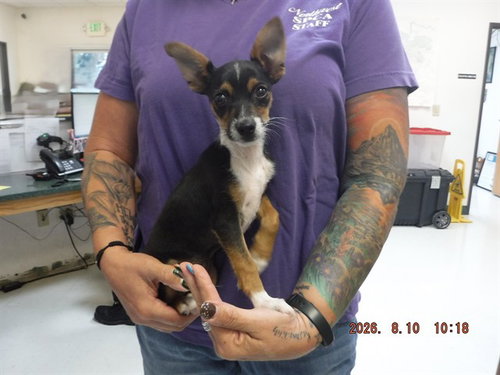 picture of the dog needing adoption