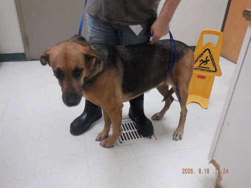 picture of the dog needing adoption