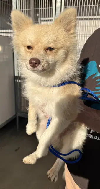 Chester - Pomeranian