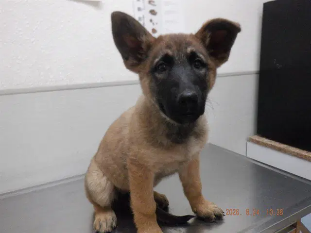 Arya - German Shepherd Dog