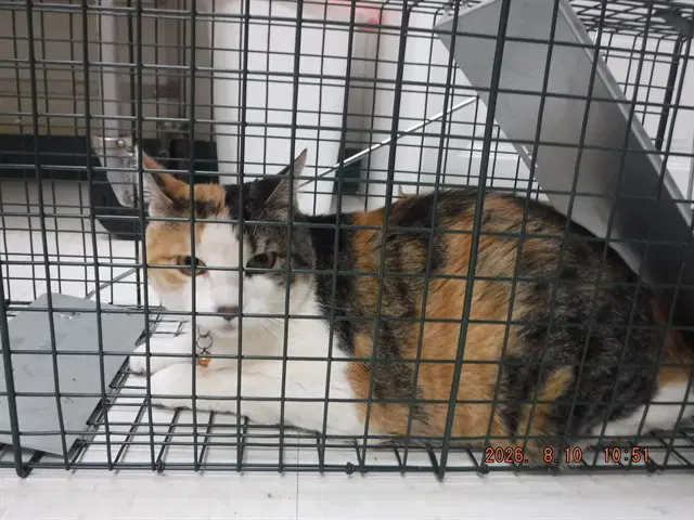 Indy - Domestic Short Hair