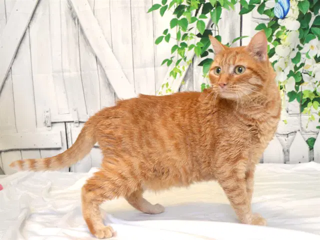 Rambo - Domestic Short Hair