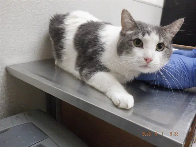 Kane - Domestic Short Hair
