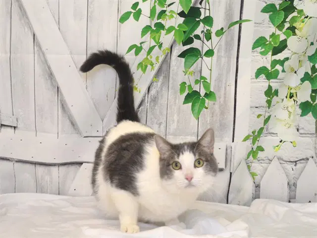 Kane - Domestic Short Hair