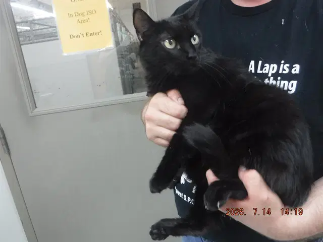 Lucy - Domestic Short Hair