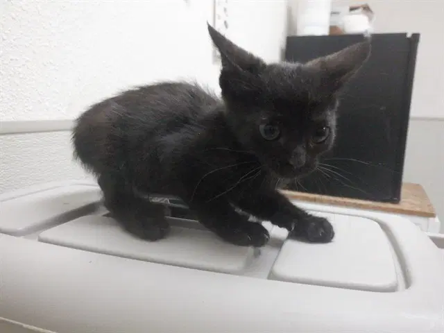 Mr Biscuits - Domestic Short Hair