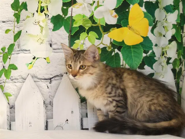 Bo Peep - brown tabby