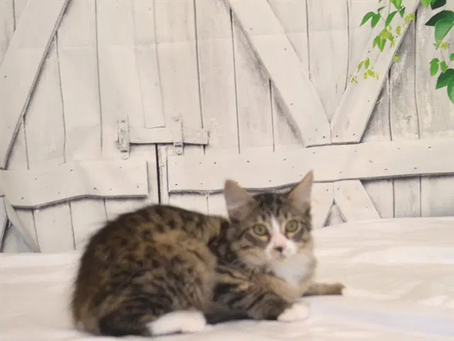 Jessie - black tabby