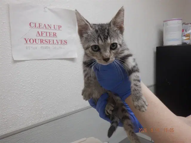 Unknown - Domestic Short Hair