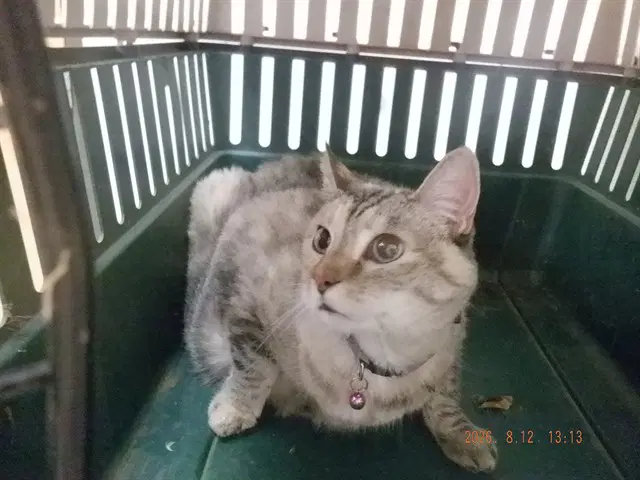 Unknown - Siamese