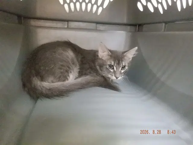 Unknown - Domestic Medium Hair
