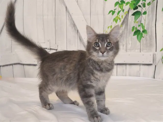 Unknown - Domestic Medium Hair