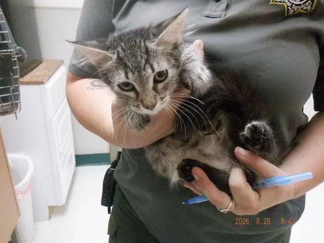 Unknown - Domestic Medium Hair