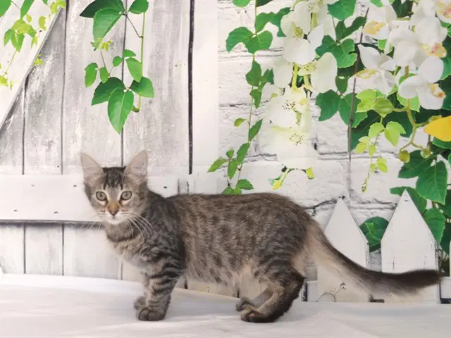 Unknown - Domestic Medium Hair
