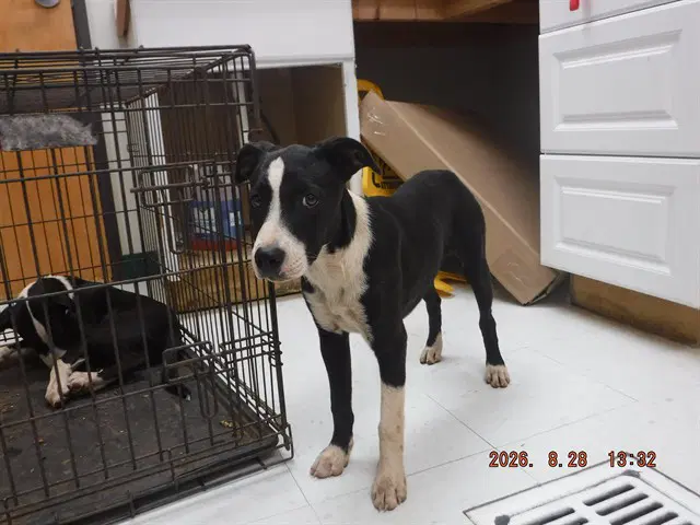 Fiona - Border Collie