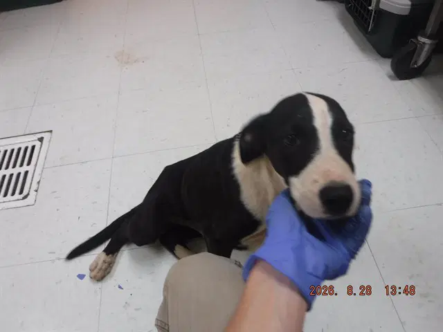 Shrek - Border Collie