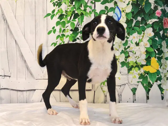 Shrek - Border Collie