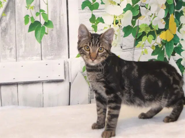 Hyde - Domestic Short Hair