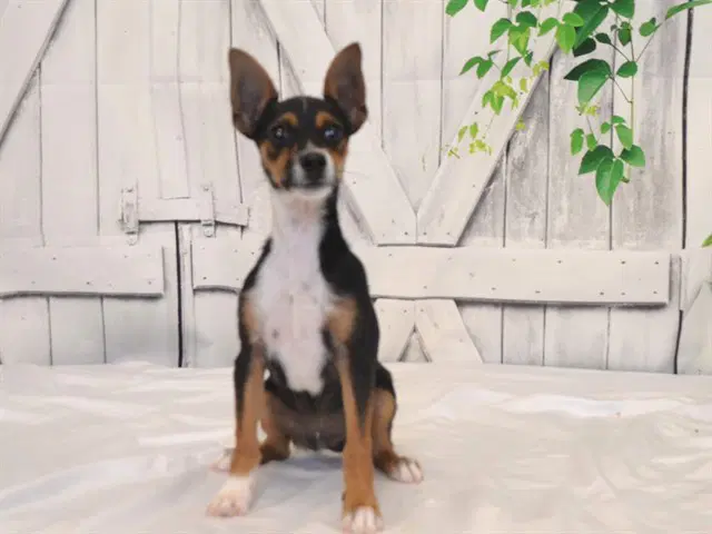 Loki - Jack Russell Terrier (Parson Russell Terrier)