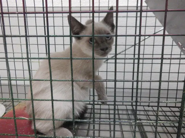 Unknown - Siamese