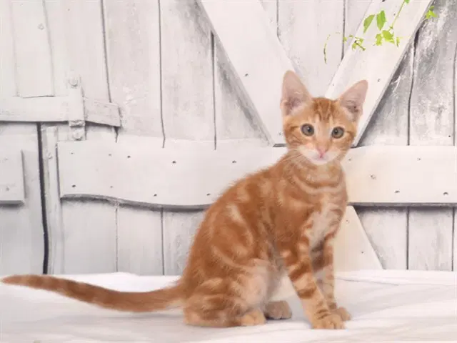 Ralphie - Domestic Short Hair
