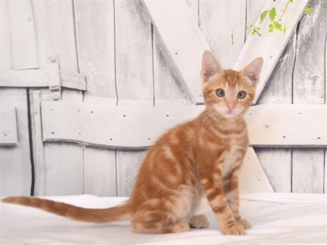 Ralphie